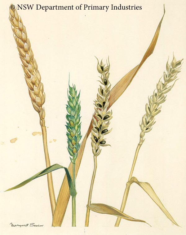 Illustration of Wheat bunt