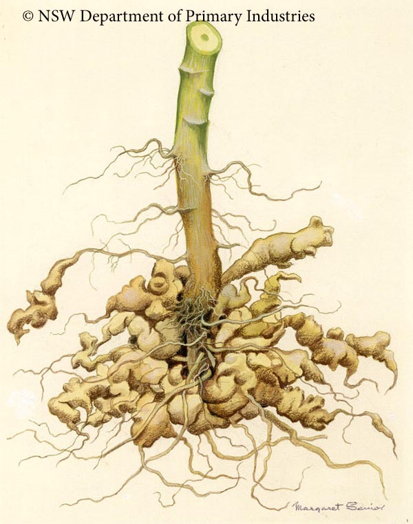 Illustration of Club root of crucifers