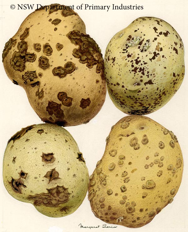 Illustration of Common scab  & Rhizoctonia disease of potato