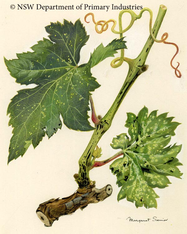 Illustration of Dead arm of grapes