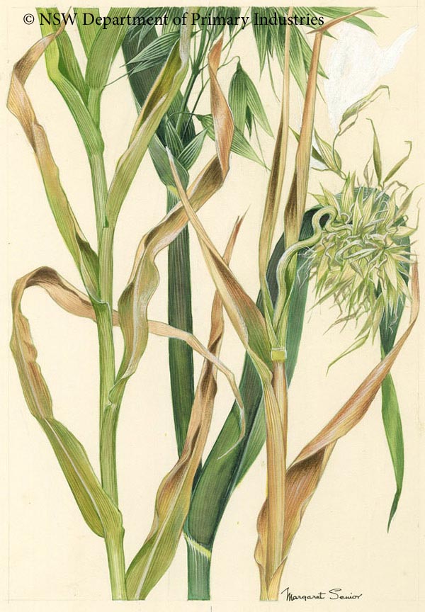 Illustration of Downy mildew of oats