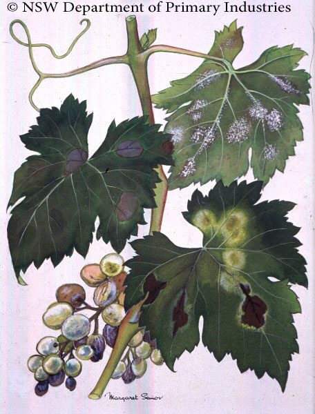 Illustration of Downy mildew of grapes