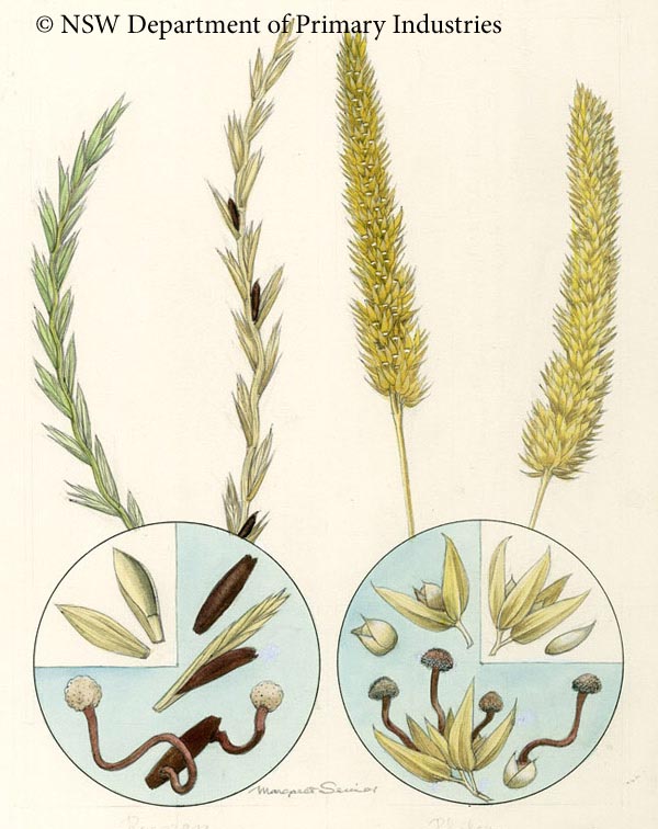 Illustration of Ergot diseases of grasses