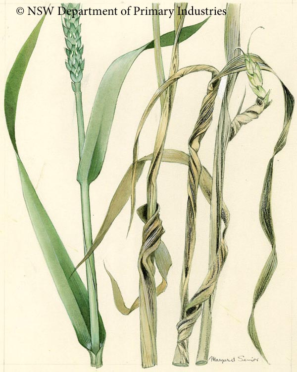 Illustration of Flag smut of wheat