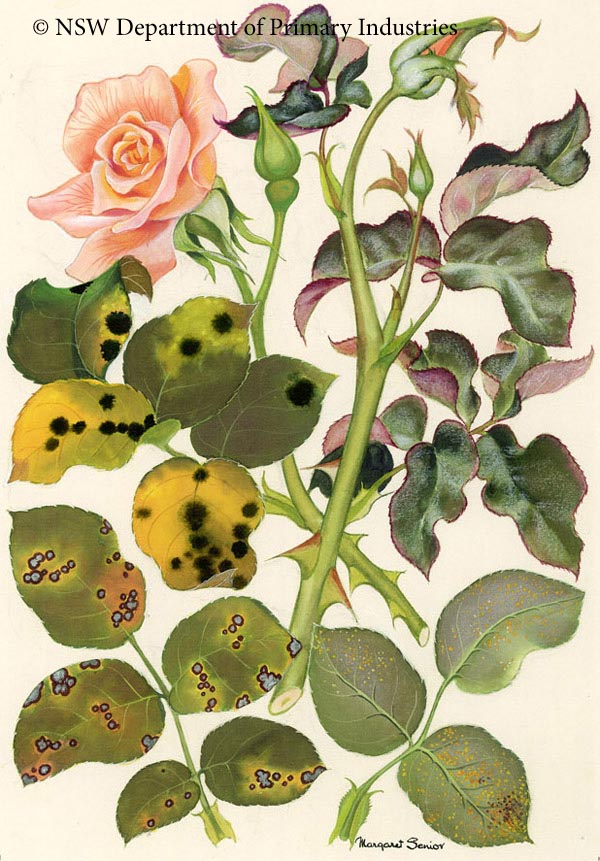 Illustration of Foliage diseases of roses