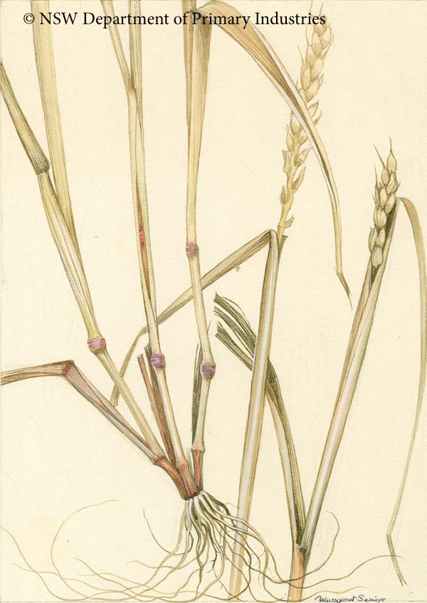 Illustration of Fusarium of wheat