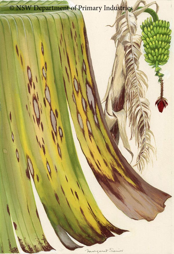 Illustration of Leaf
spot of bananas