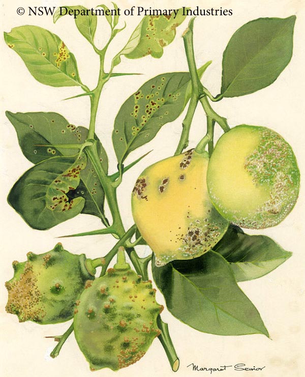 Illustration of Lemon scab