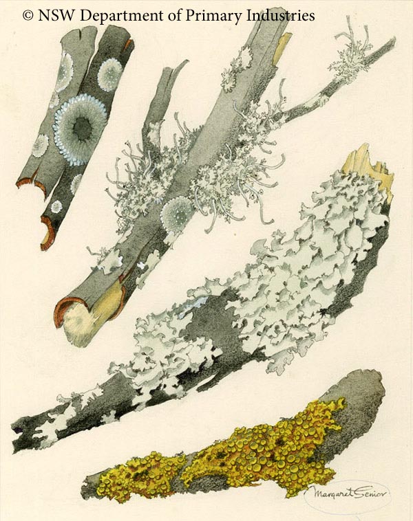 Illustration of Various lichens
