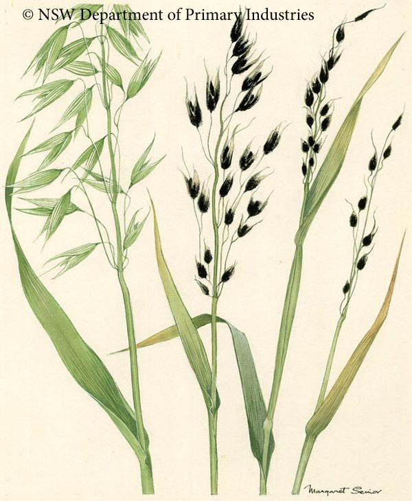Illustration of Loose smut of oats