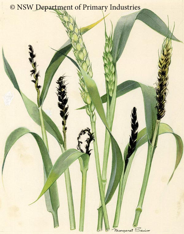 Illustration of Wheat loose smut
