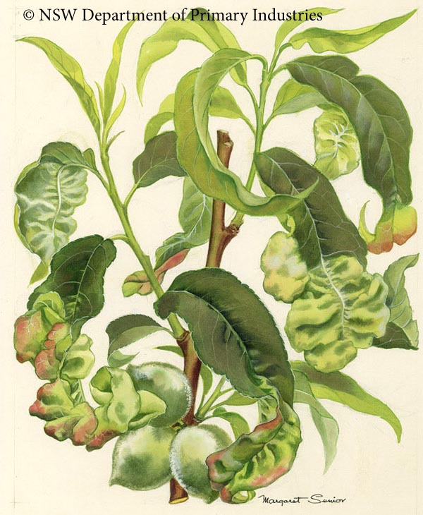 Illustration of Leaf curl