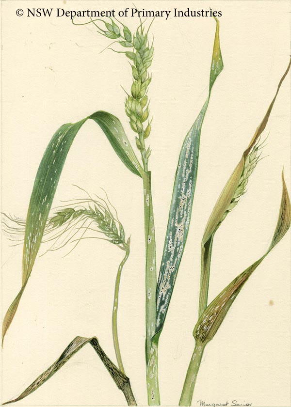 Illustration of Powdery mildew of wheat