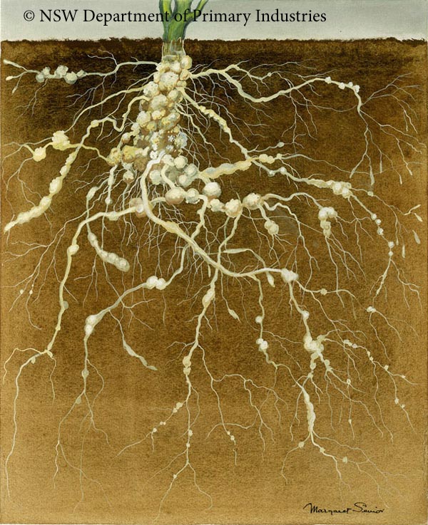 Illustration of Root knot nematode