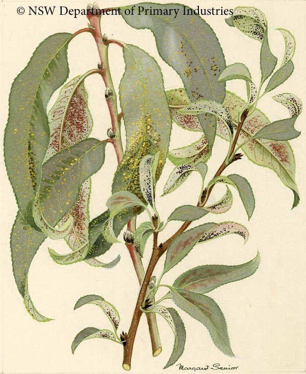 Illustration of Prune rust