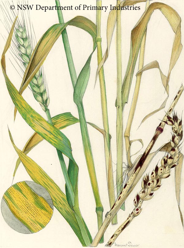 Illustration of Septoria diseases of wheat