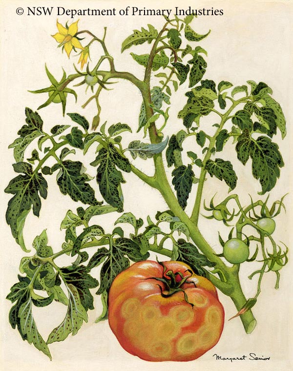 Illustration of Tomato spotted wilt virus