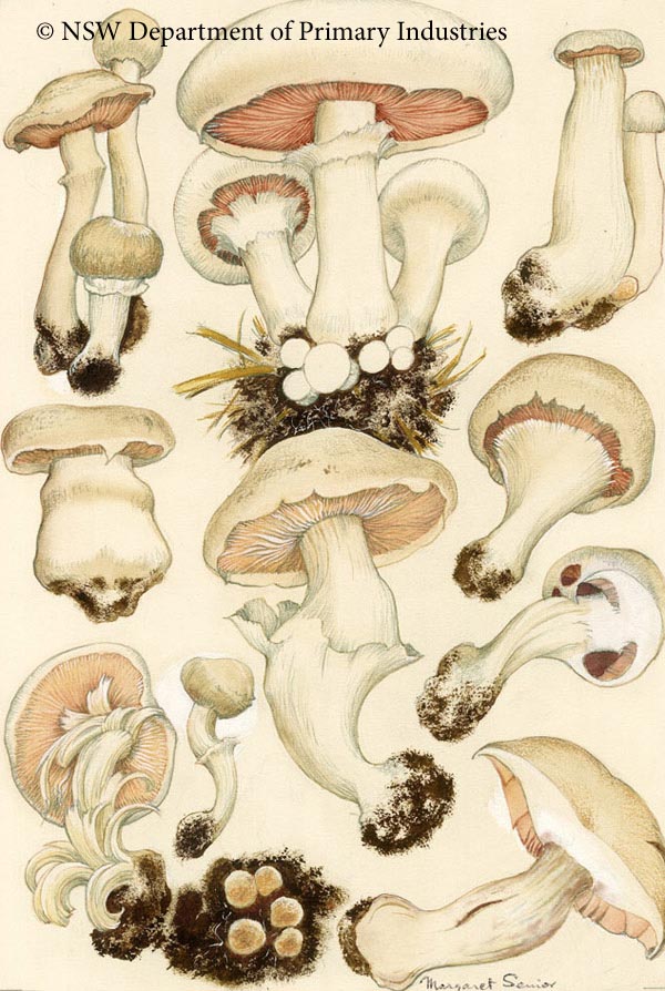 Illustration of Mushroom virus complex
