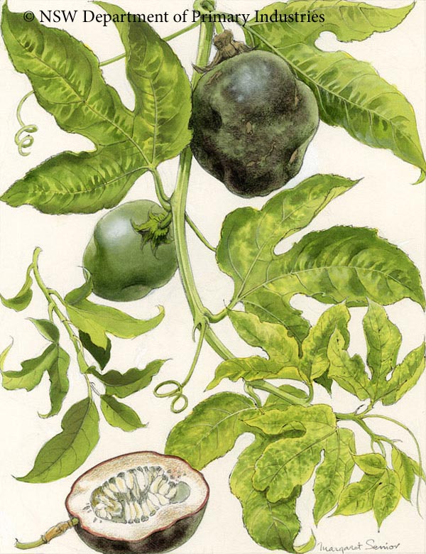 Illustration of Passionfruit woodiness virus