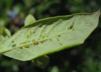 colony of around 20 aphids on the underside of a blueberry leaf. Ranging in size and colour from yellow to green. One black winged aphid can be seen.