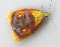 Blueberry leaftier moth with wings folded showing rust and yellow colouring 