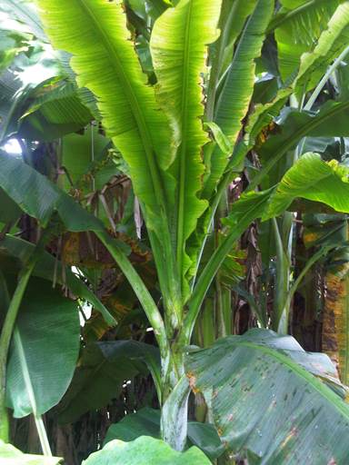 Banana plant with leaves that are very upright rather than horizontally fanned out