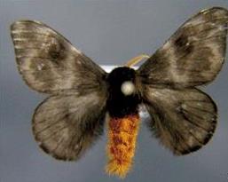 Burning moth specimen with spread wings and golden body hairs pinned to a grey background. 