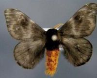 Burning moth specimen with spread wings and golden body hairs pinned to a grey background. 