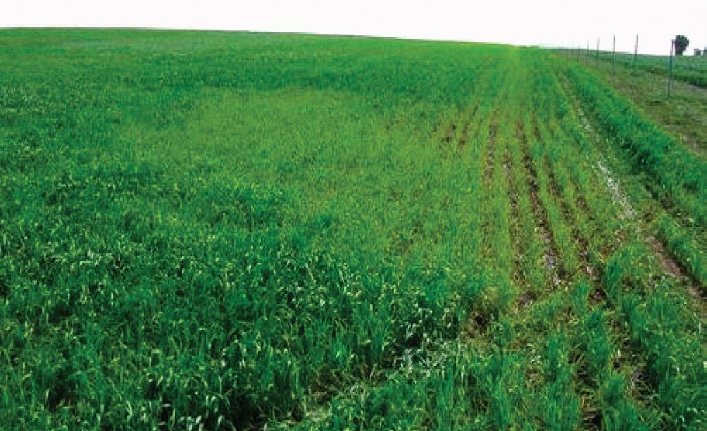  a green wheat crop growing on the side of a hill with a yellow, stunted, circular patch at the side of the crop along the fence line caused by endemic cereal cyst nematodes.