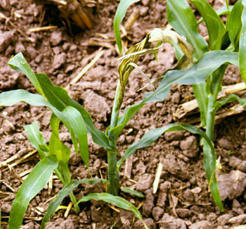 Young maize plant with green leaves but where the youngest still unfolded leaves at the top of the plant have died and are light green-brown