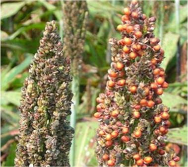 Sorghum seed heads with empty or lightweight grains.