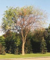 A single elm tree with Dutch elm disease. Many of its leaves have yellowed, curled and turned brown. The infected tree is also partially defoliated.
