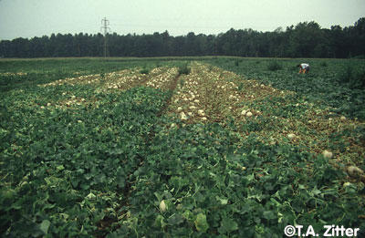 View of a melon field with an irregular patch of dead plants on the centre