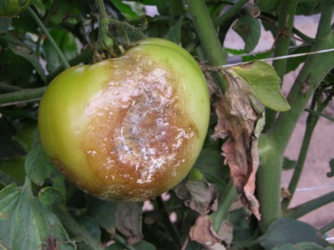 A green tomato fruit hanging from a tomato vine with a circular dark brown late blight lesion on its skin.