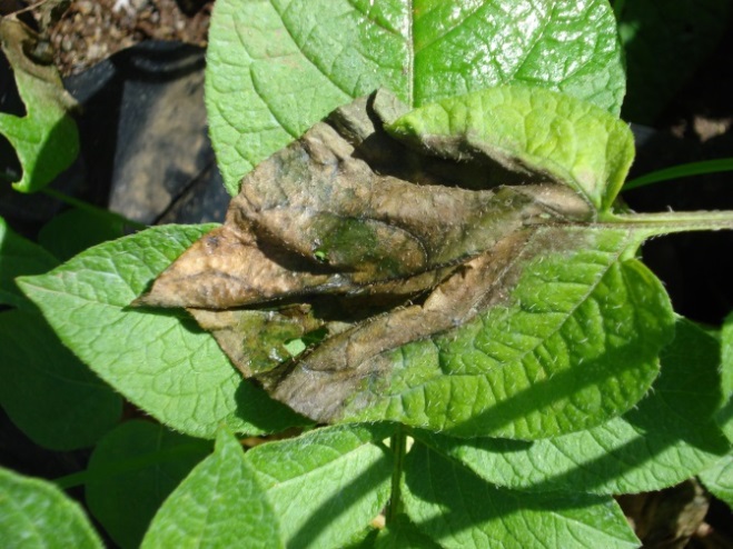 A dark brown, necrotic late blight lesion on the surface of a potato leaf.