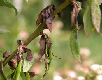 Leaves of a blueberry plant that are browned and dying from the petiole. Some leaves with complete leaf blight and a tan spore mass at the base of one leaf