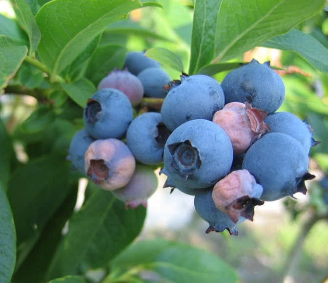 Clump of mature blueberries still attached to bush with some berries in the clump appearing pink and wrinkled