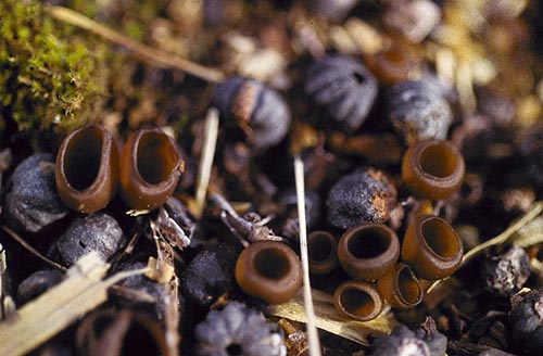 hardened black blueberries on the ground with ridged appearance (like tiny pumpkins). Brown cup shaped protuberances are growing out from the blackened berries