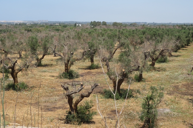 An olive orchard in Italy suffering from quick decline syndrome. Trees have been severely pruned and little to no vegetation is seen in the canopy. Trees are producing a number of suckers from the base of the trunk.