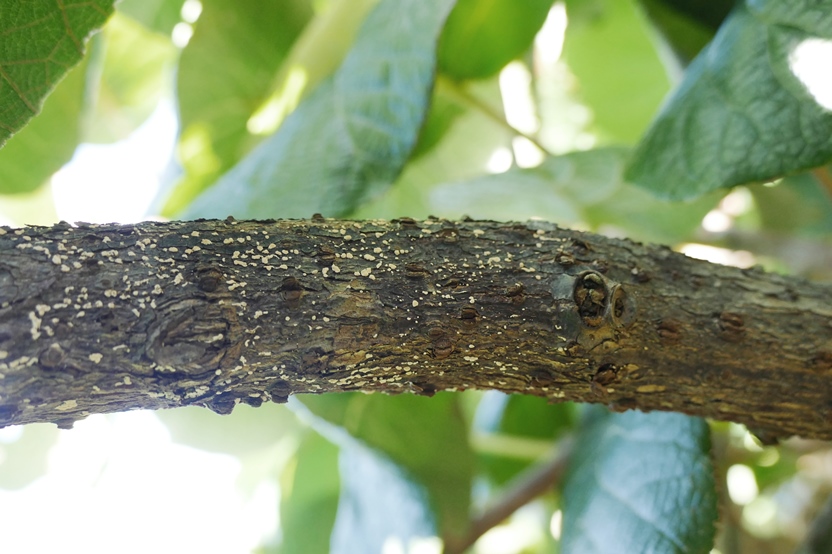 Brown branch of a kiwifruit vine with raised brown lesions with yellow dots