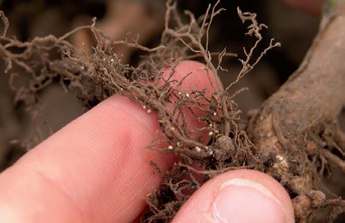 Small white adult soybean cyst nematodes protruding from a soybean root. The roots are being held by a human hand