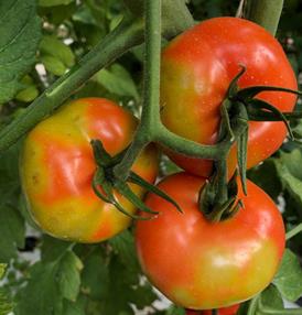 Three ripening tomatoes on a plant showing yellow discolouration on otherwise red fruit. 