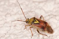 Shield shaped insect, brown in colour with long thin antennae and a yellow triangular marking on the back.