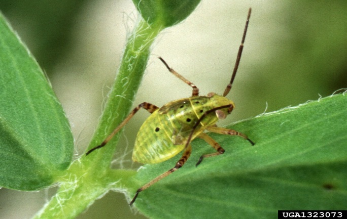 Immature stage of a western plant bug. Mostly green in colour with brownish yellow antennae and legs. 5 distinct spots can be seen on the back. 