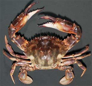Asian paddle crab