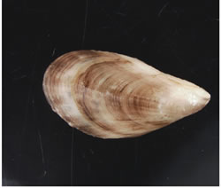 Black striped mussel