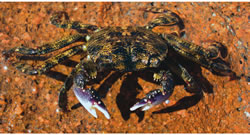 Brush-Clawed-Shore-Crab-3