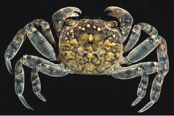 Brush-Clawed-Shore-Crab-4