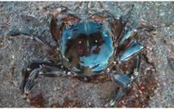 Brush-Clawed-Shore-Crab-5