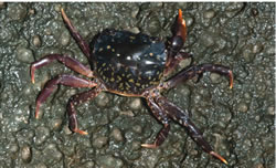 Brush-Clawed-Shore-Crab-6